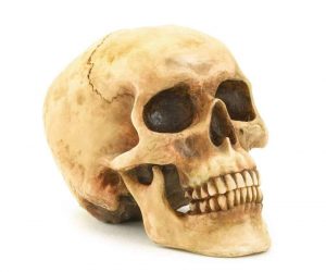 Human Skull Statue