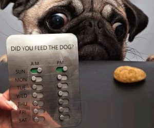 Dog Food Tracker