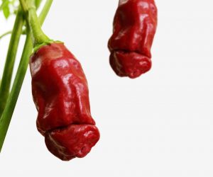 'Grow A Dick' Dick-Shaped Chillies