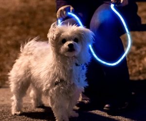 LED Glow In The Dark Pet Leash