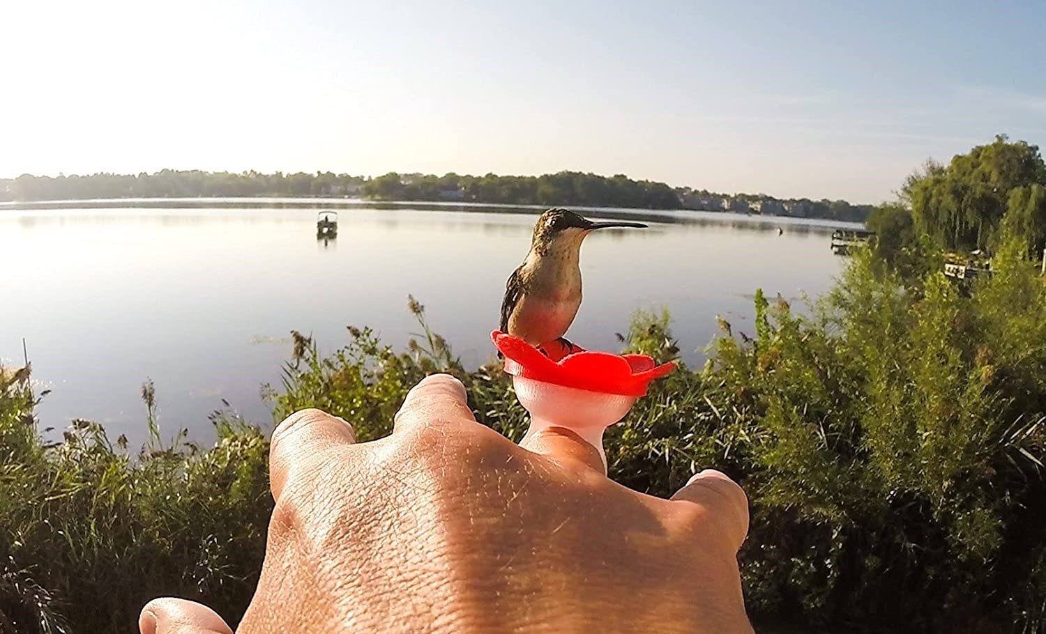 Hummingbird Ring Feeder