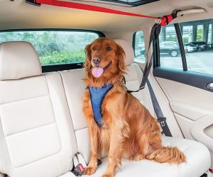 Back Seat Pet Leash