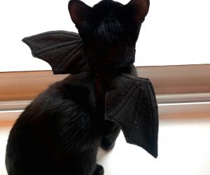 Cat Bat Wing Costume